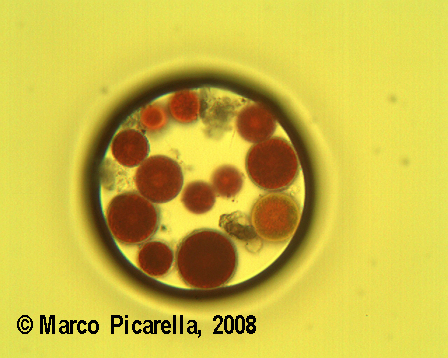 Haematococcus pluvialis